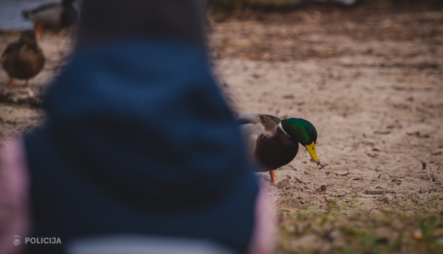 bērns un fonā pīles pie ezera