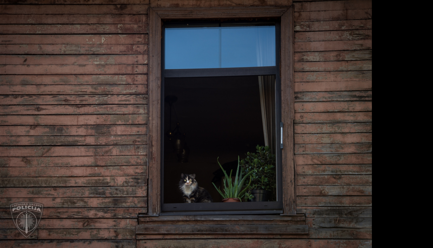 Koka māja brūnā krāsā, atvērts logs, uz palodzes istabas augi puķupodos un raibs kaķis