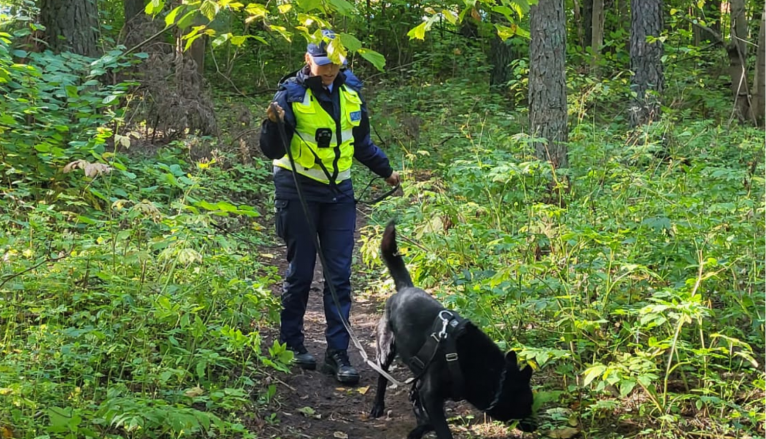 Tukuma iecirkņa kinoloģe Sintija kopā ar savu dienesta suni Hanteru iet pa meža taciņu