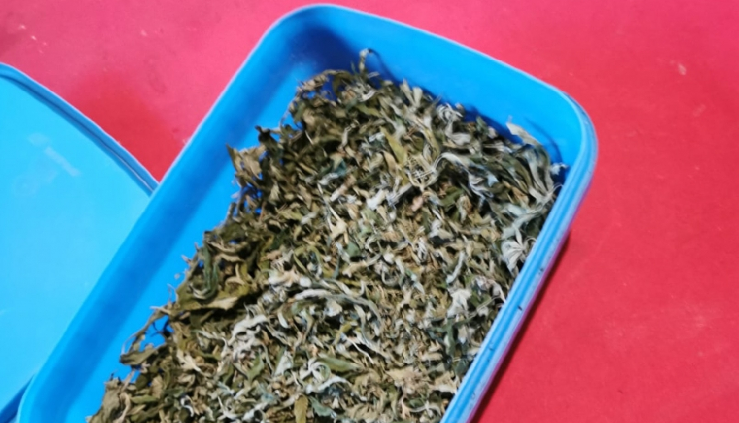 Draugu uzcienāšana ar mammas audzēto marihuānu beidzas ar kriminālprocesu