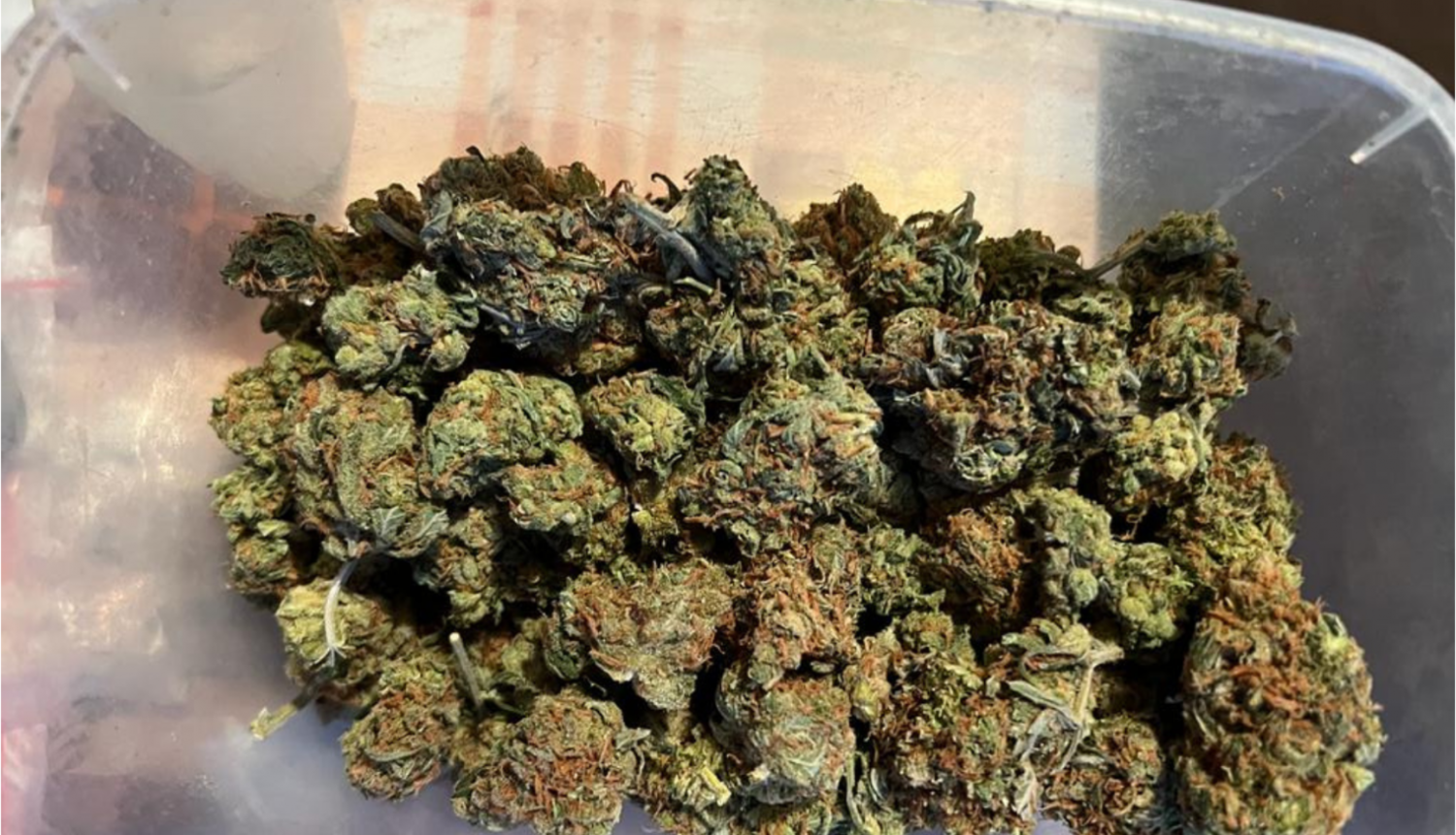 Plastmasas kastītē redzamas kaltētas zaļganbrūnu augu bumbiņas