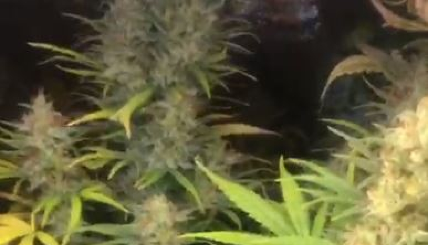 Marihuānas stāds puķupodā