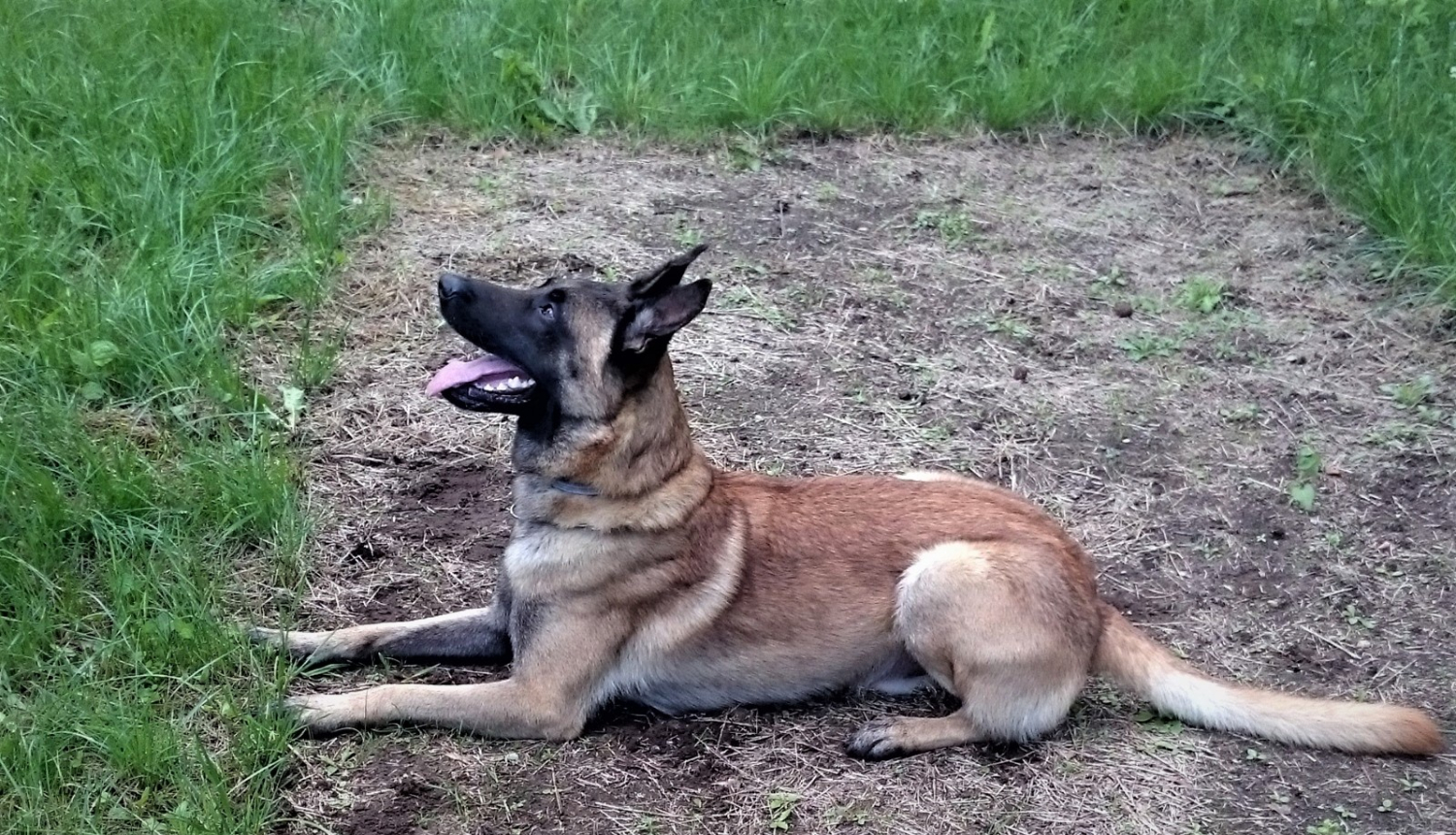 VP dienesta suns Marko