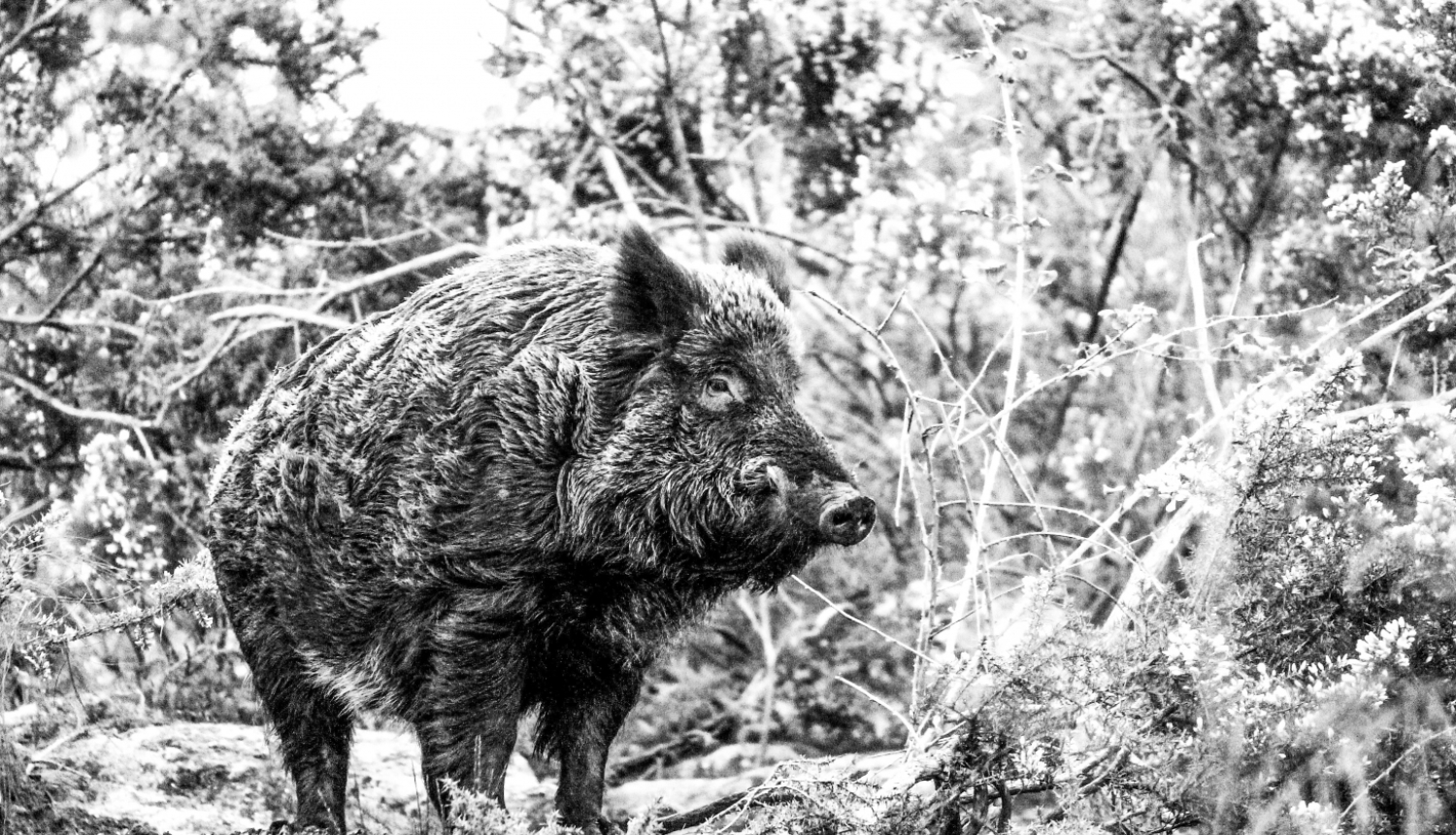 Melnbalts attēls, kurā redzama mežacūka mežā