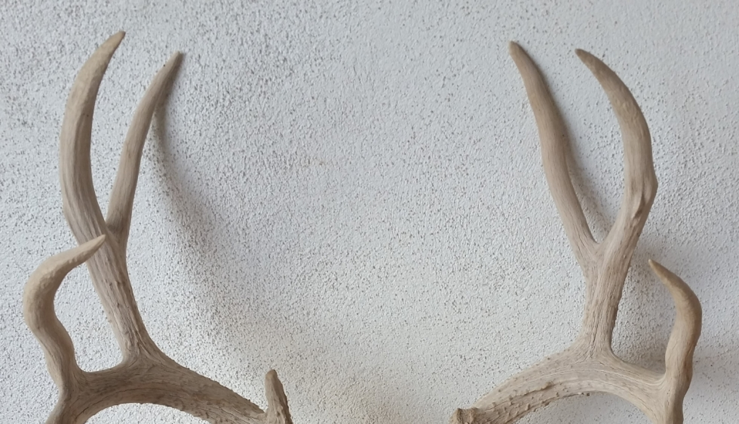 Meža dzīvnieka galvaskauss un ragi uz galda pie sienas, blakus viena puķe