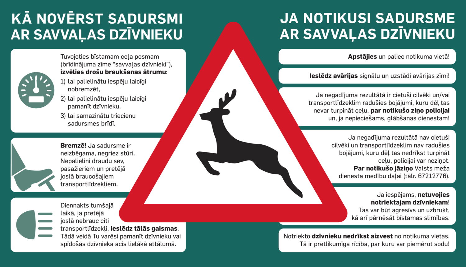 kā rīkoties, ja notikusi sadursme ar meža zvēru