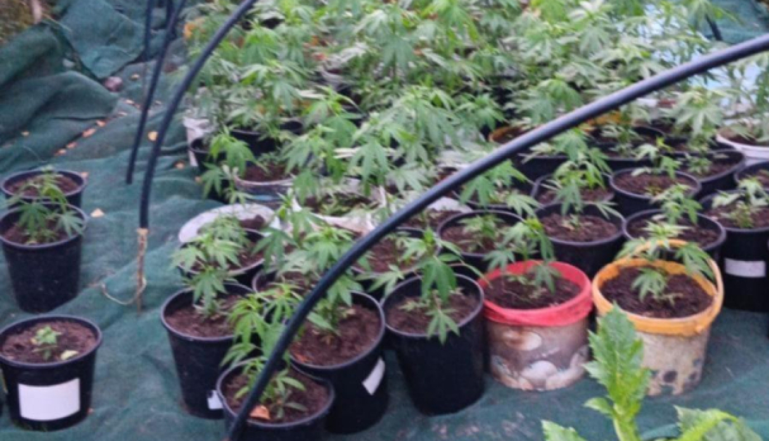 marihuana