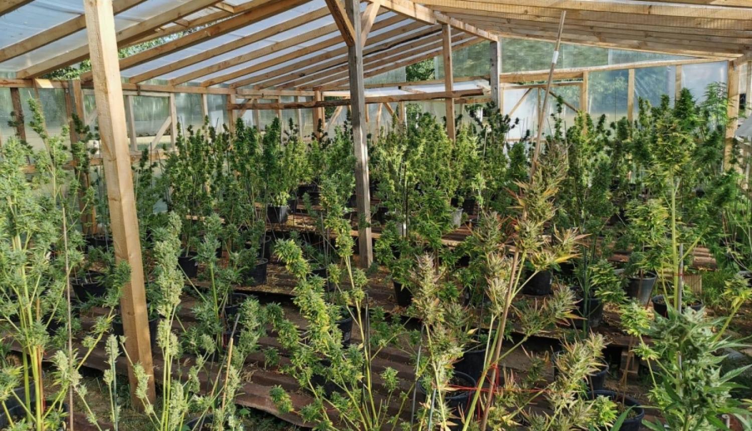 Valsts policijas amatpersonas atklāj divas liela apjoma marihuānas audzētavas Ogres un Dundagas novadā