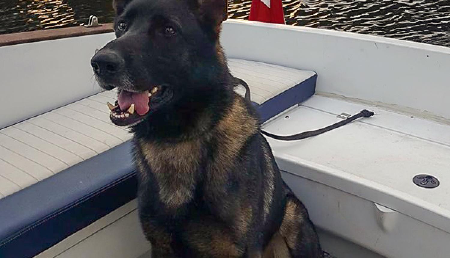 Policisti aiztur Ilūkstes ielas narkotiku tirgotāju; dienesta suns Vatsons atrod narkotikas