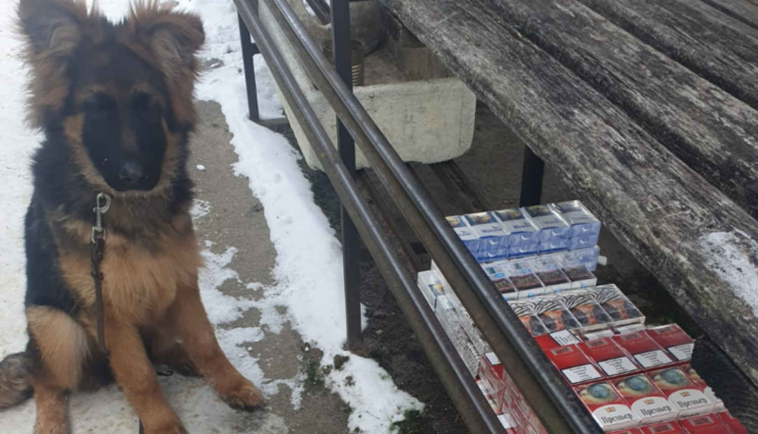 Vācu aitu šķirnes suns Apollo Dark Jēkabpils tirgū blakus atrastajām, nelegālajām cigaretēm