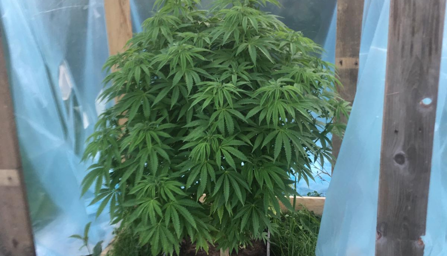 Zālē novietots kupls marihuānas augs, ap kuru uzsliets koka karkass, kas apvilkts ar plēvi