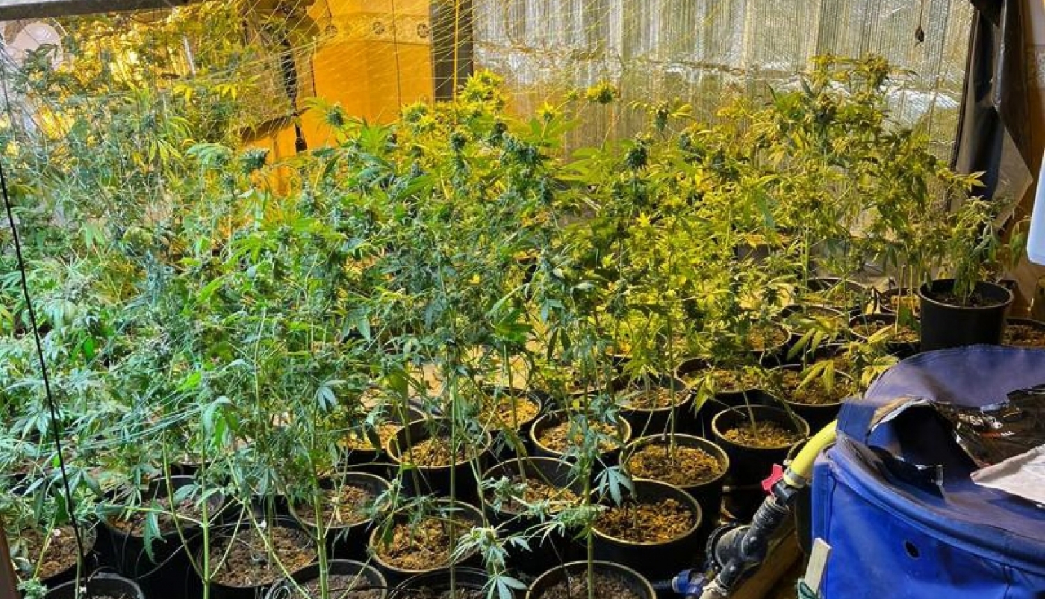 Kādas Rīgas ēkas bēniņos atrasta marihuānas audzētava; izņemti 10 kg marihuānas