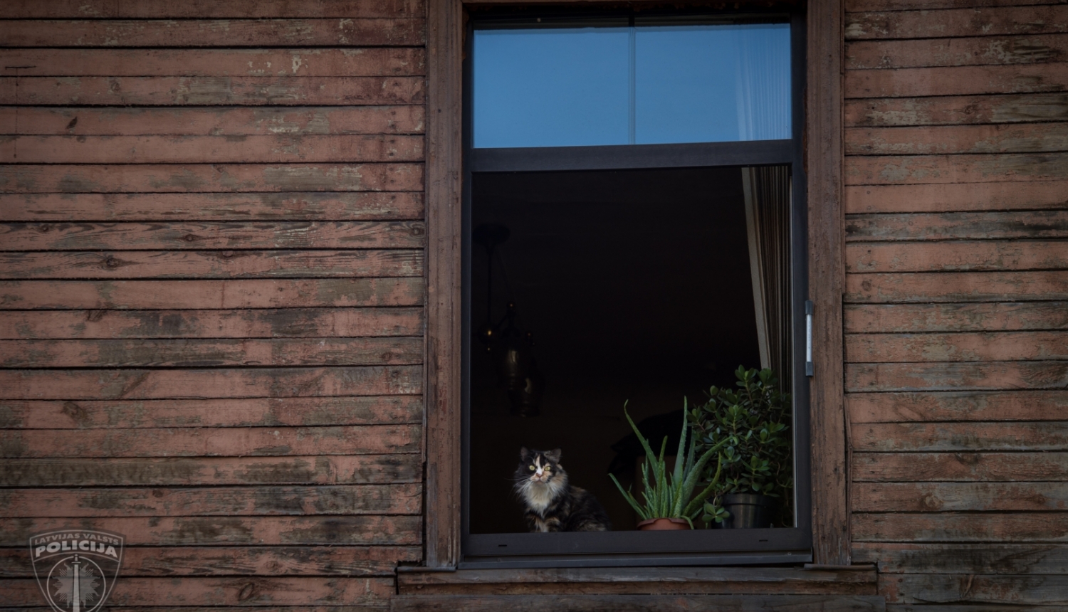 Koka māja brūnā krāsā, atvērts logs, uz palodzes istabas augi puķupodos un raibs kaķis