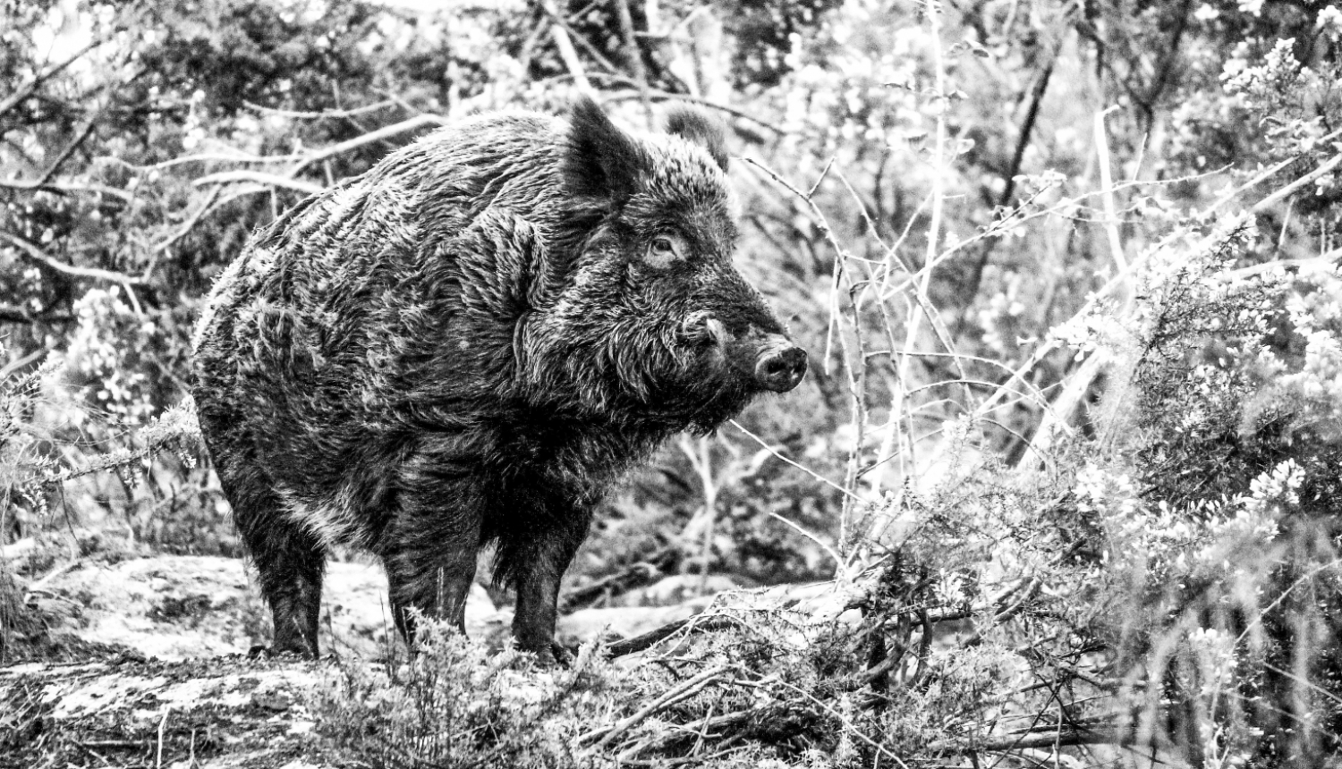 Melnbalts attēls, kurā redzama mežacūka mežā